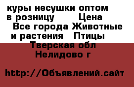 куры несушки.оптом 160 в розницу 200 › Цена ­ 200 - Все города Животные и растения » Птицы   . Тверская обл.,Нелидово г.